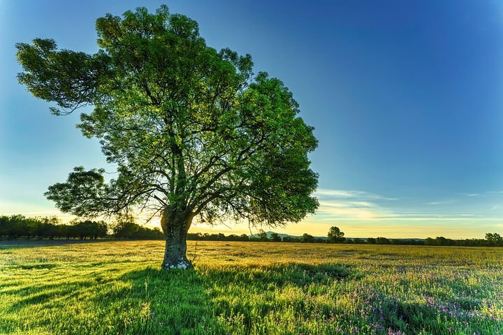 100 Jahre alte Eschen gelten als Naturdenkmäler 100 Jahre alte Eschen gelten als Naturdenkmäler