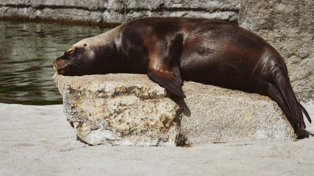 Scheibe am Seelöwengehege im Zoo Neuwied schwer beschädigt