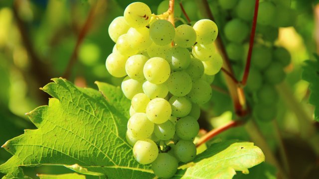 Frühe Traubenernte in der Region beginnt