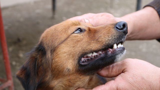 Freilaufender Hund beißt Spaziergänger  