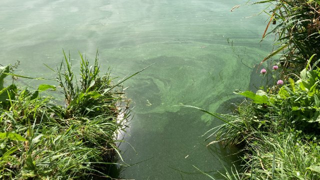 Landesamt warnt vor Blaualgen in der Mosel