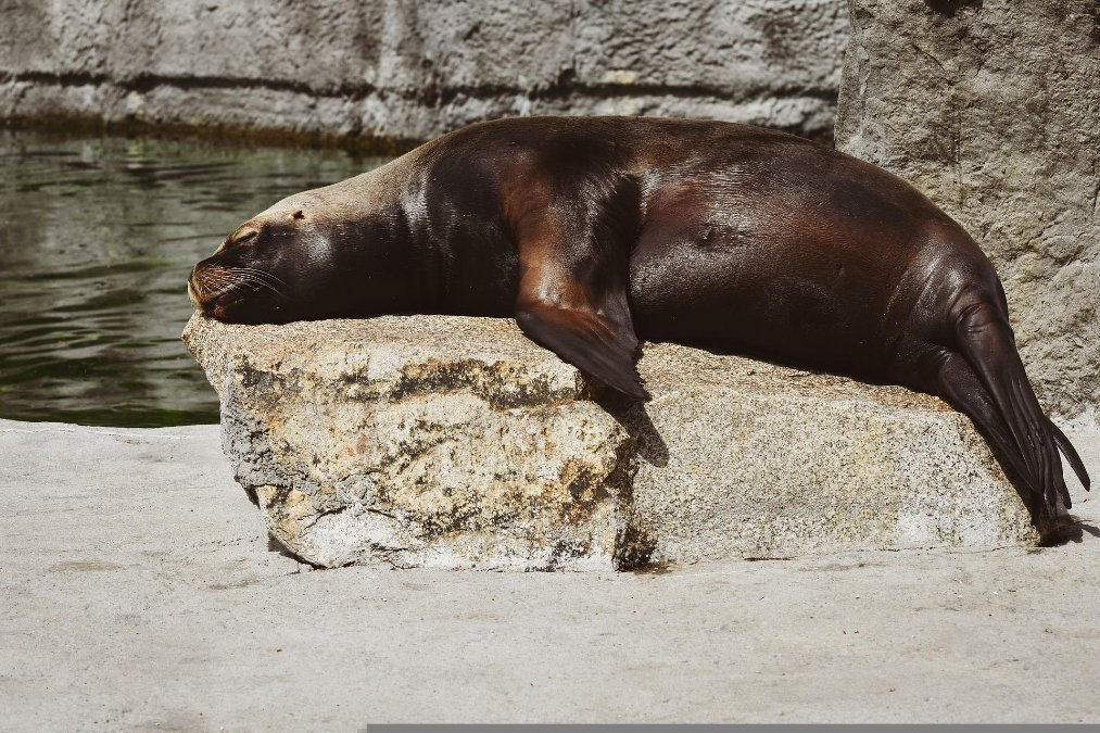 Scheibe am Seelöwengehege im Zoo Neuwied schwer beschädigt