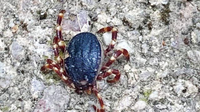 Tropische Zecken gesichtet - Hyalomma mag trockene Hitze
