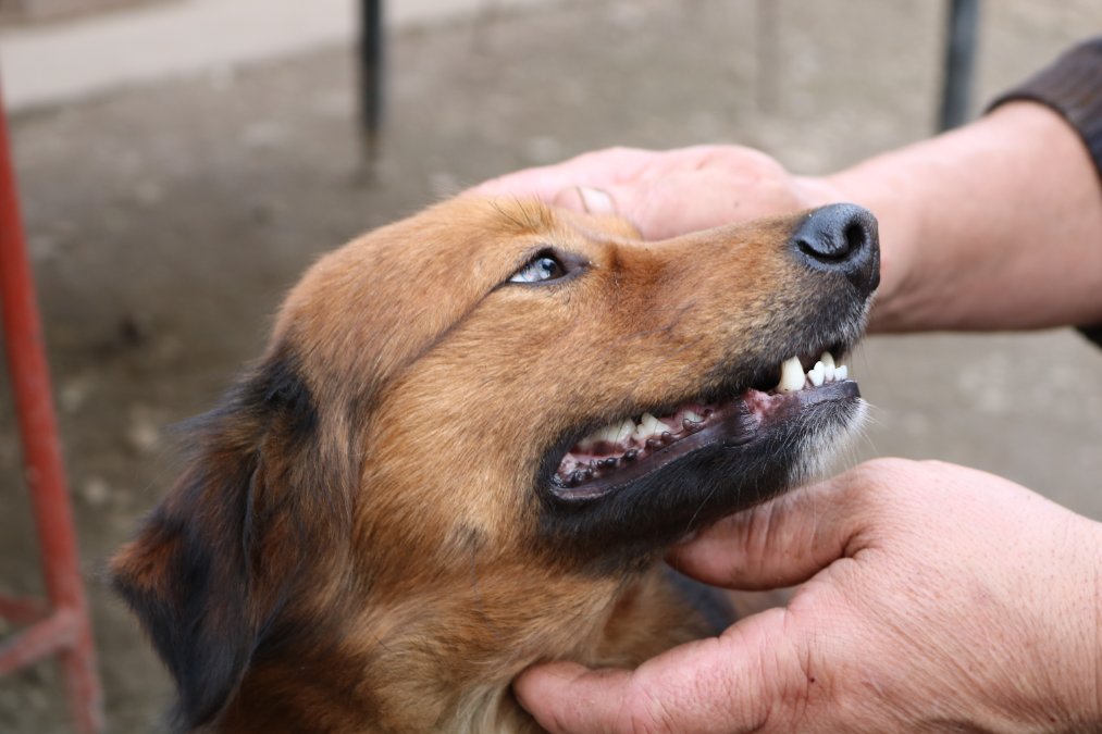 Freilaufender Hund beißt Spaziergänger Freilaufender Hund beißt Spaziergänger