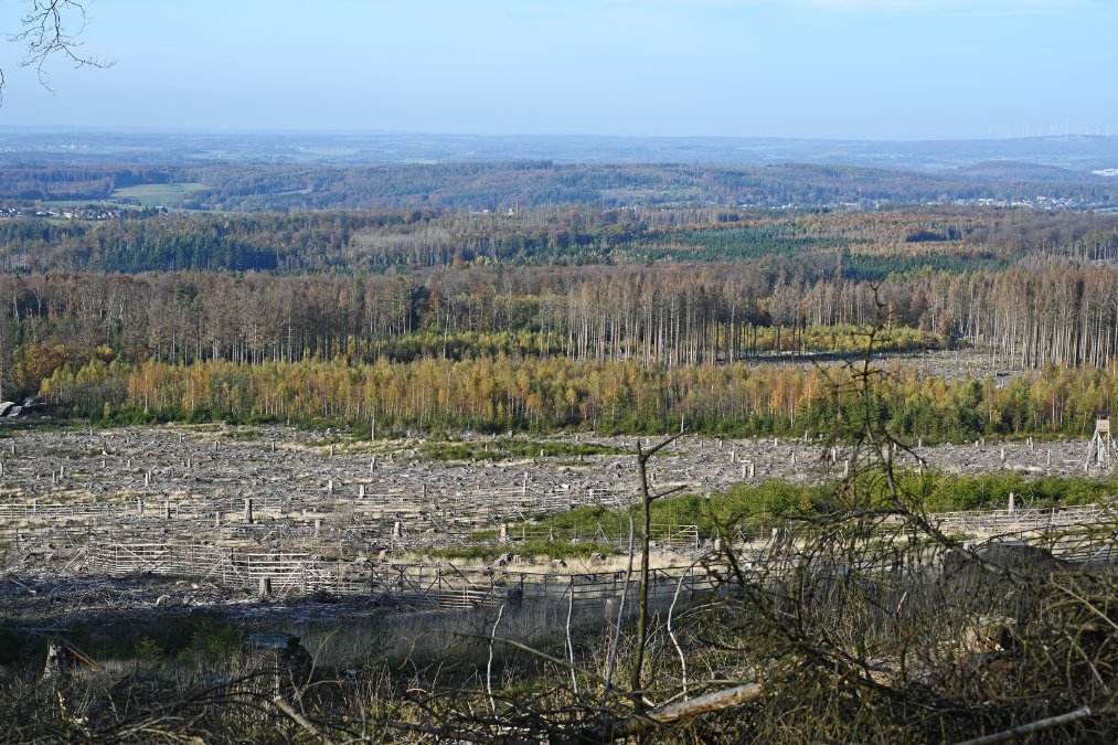 Natürliche Dynamik soll im Wald den Takt angeben Natürliche Dynamik soll im Wald den Takt angeben