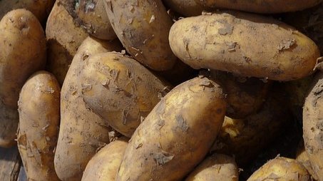 Konkurrenz und Kostendruck: Kartoffelbauern in der Klemme