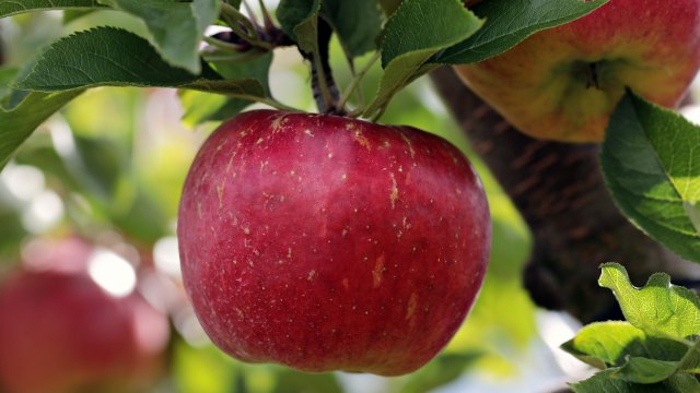 Apfelernte unterm Solarpanel - Land fördert Pilotprojekt