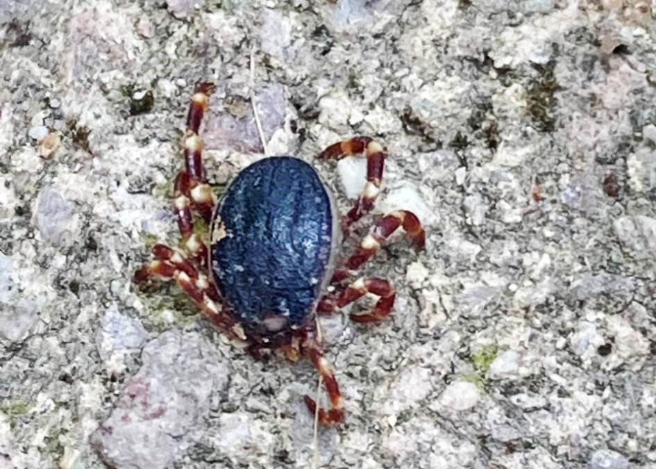 Tropische Zecken gesichtet - Hyalomma mag trockene Hitze Tropische Zecken gesichtet - Hyalomma mag trockene Hitze