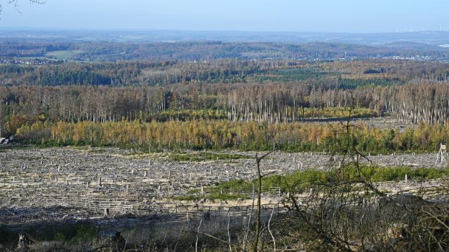 Natürliche Dynamik soll im Wald den Takt angeben