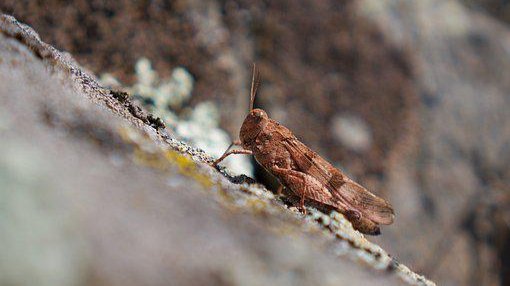 Neue Tierarten im Westerwald  