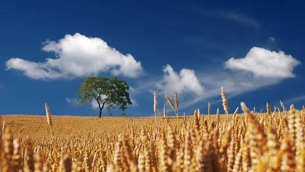 Bauern- und Winzerverband fordert Soforthilfe Bauern- und Winzerverband fordert Soforthilfe