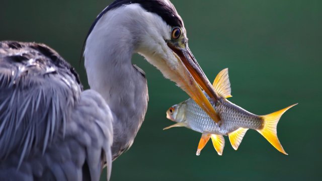 Bad-Neuenahr-Ahrweiler: Ein Fischreiher verirrt sich bei Fisch-Meyer