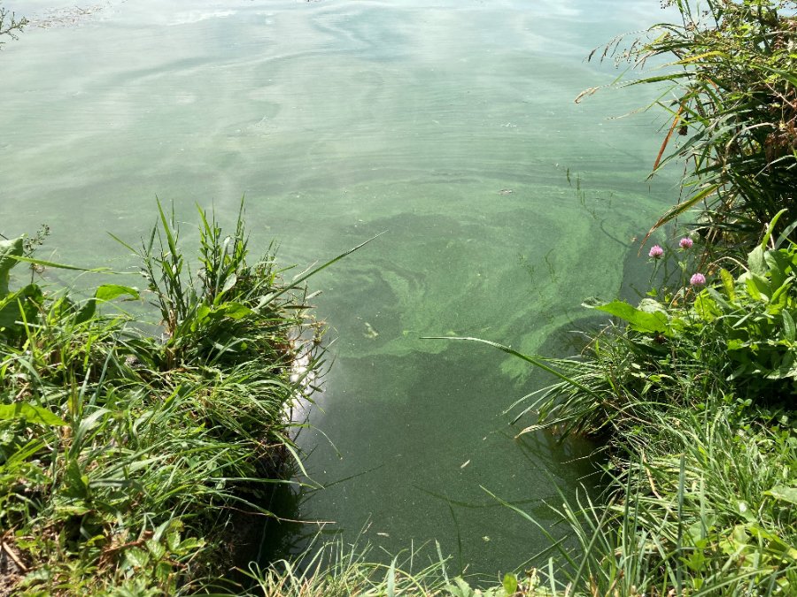 Landesamt warnt vor Blaualgen in der Mosel Landesamt warnt vor Blaualgen in der Mosel