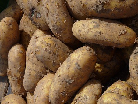Konkurrenz und Kostendruck: Kartoffelbauern in der Klemme Konkurrenz und Kostendruck: Kartoffelbauern in der Klemme