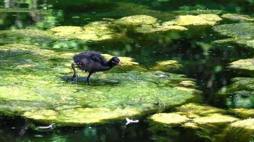  Rekordwert der giftigen Blaualgen  