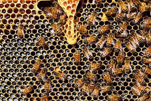 Imker hetzt Bienen auf Mitarbeiter der Stadt Neuwied Imker hetzt Bienen auf Mitarbeiter der Stadt Neuwied