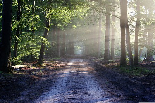 Mehr als 37 000 Hektar Wald müssen aufgeforstet werden Mehr als 37 000 Hektar Wald müssen aufgeforstet werden