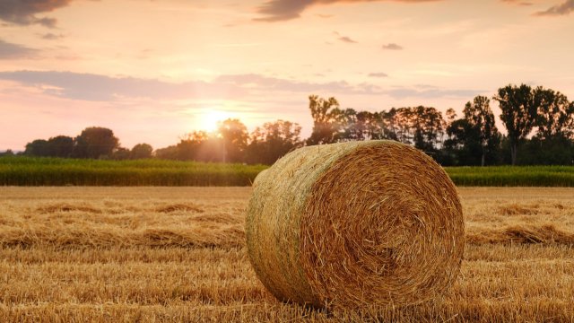 Zweiter Baustein des Hilfspakets für die Landwirtschaft kommt