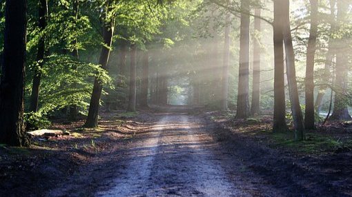 Mehr als 37 000 Hektar Wald müssen aufgeforstet werden