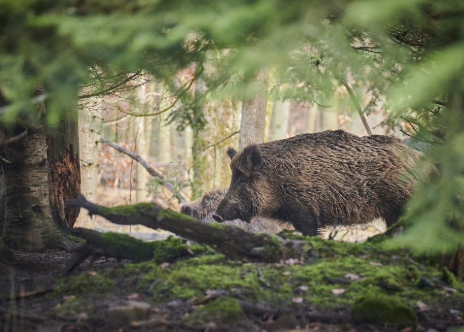 Wildschwein verfolgt Wanderinnen in Boppard