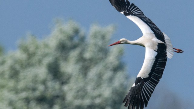 Trockenheit lässt Störche früher in den Süden ziehen
