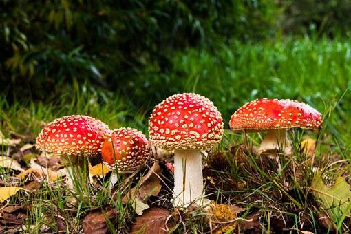 Giftinformationszentrum: 437 Fälle mit Verdacht auf Pilz-Vergiftungen Giftinformationszentrum: 437 Fälle mit Verdacht auf Pilz-Vergiftungen