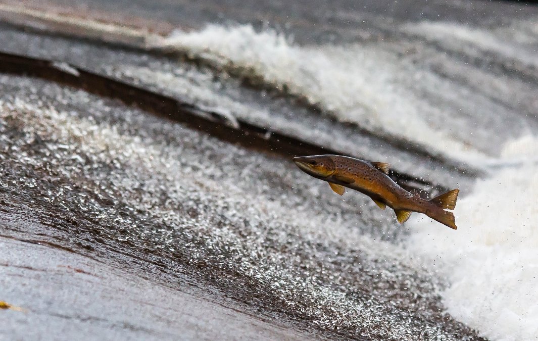 Kein Fischsterben im Rhein nach Trockenheit und Niedrigwasser Kein Fischsterben im Rhein nach Trockenheit und Niedrigwasser