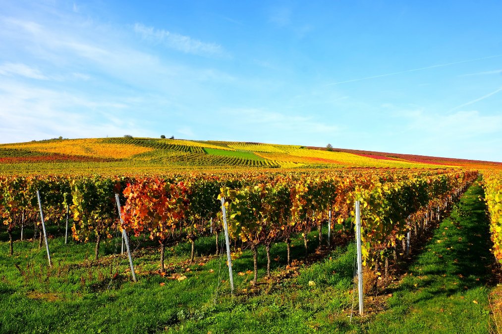 Moselwinzer trotz kleinerer Ernte zufrieden Moselwinzer trotz kleinerer Ernte zufrieden