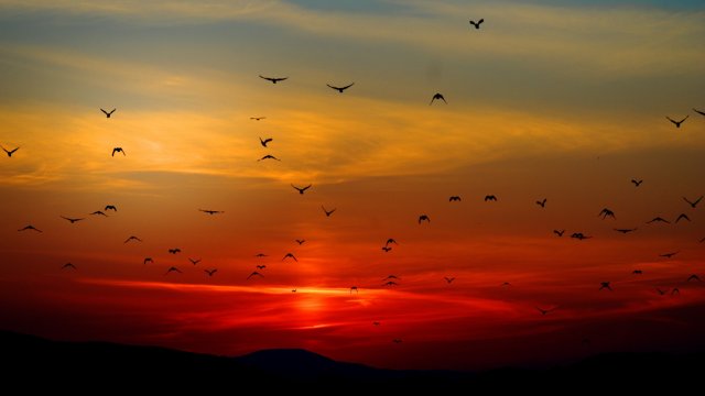 Zugvögel brechen in Richtung Süden auf