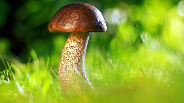 Betrunkener Pilzesammler ruft Polizei 