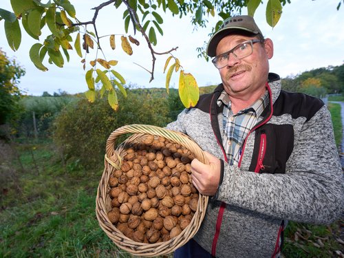 Gute Walnussernte - Auch Diebe unterwegs Gute Walnussernte - Auch Diebe unterwegs