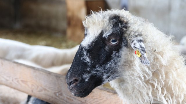 Polizei rettet Schaf aus Hecke