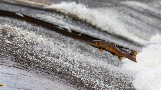 Kein Fischsterben im Rhein nach Trockenheit und Niedrigwasser