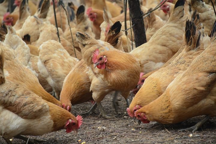 Vogelgrippe-Virus auch im Westerwald nachgewiesen 