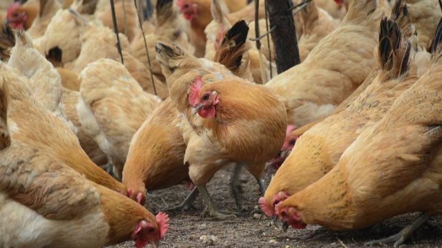Vogelgrippe-Virus auch im Westerwald nachgewiesen 