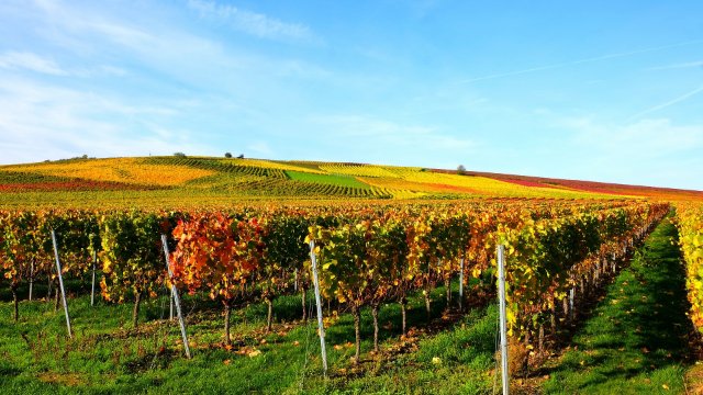 Ahr-Winzer mit Lese sehr zufrieden 