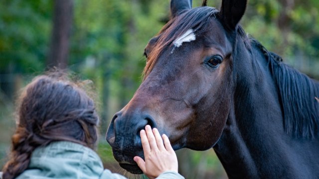 Pferd schubst Frau von Rad - Halterin zu Schmerzensgeld verurteilt