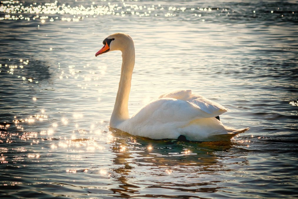 Unbekannte töten Schwan an Moselufer - Zeugen gesucht Unbekannte töten Schwan an Moselufer - Zeugen gesucht