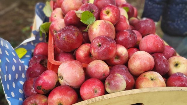 Große, rote, saftige Äpfel!