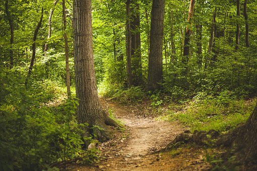 Umweltministerium verstärkt Forschung zum Wald Umweltministerium verstärkt Forschung zum Wald