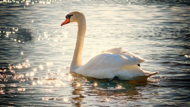 Unbekannte töten Schwan an Moselufer - Zeugen gesucht