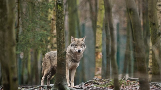 Land Rheinland-Pfalz erwartet noch mehr Wölfe