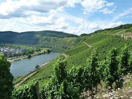 Mosel-Steillagen sind ein Paradies für Bienen und Schmetterlinge Mosel-Steillagen sind ein Paradies für Bienen und Schmetterlinge