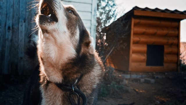 14-Jähriger in Bad Neuenahr mehrmals von einem Hund gebissen