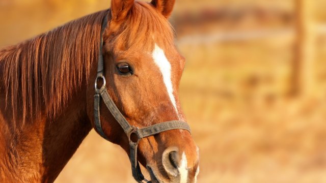 Hochwertiges Reitpferd von Koppel entwendet
