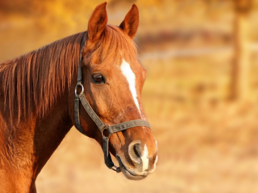 Hochwertiges Reitpferd von Koppel entwendet Hochwertiges Reitpferd von Koppel entwendet