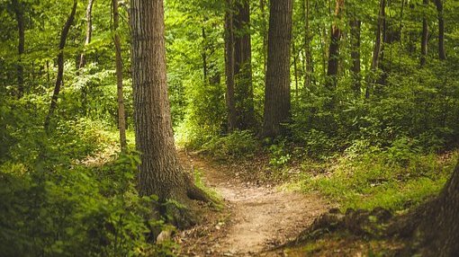 Umweltministerium verstärkt Forschung zum Wald 