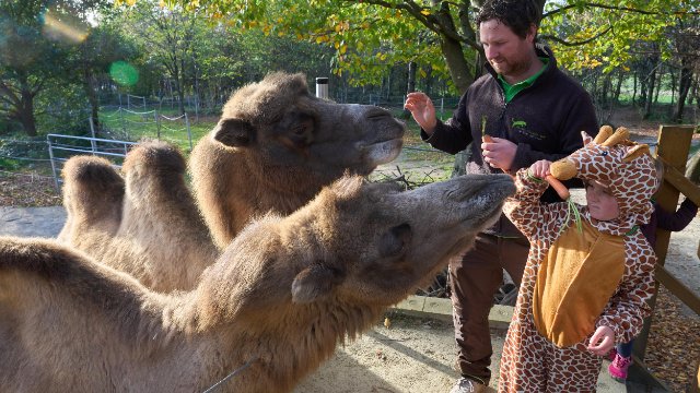 Erstmals Giraffen in einem rheinland-pfälzischen Tierpark erwartet