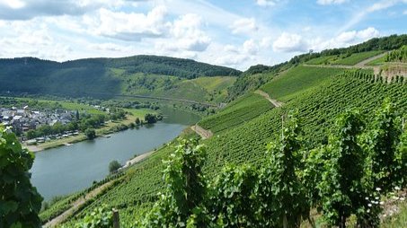 Mosel-Steillagen sind ein Paradies für Bienen und Schmetterlinge 
