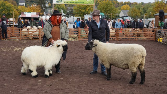 Endlich wieder Pferde- und Schafmarkt in Mayen